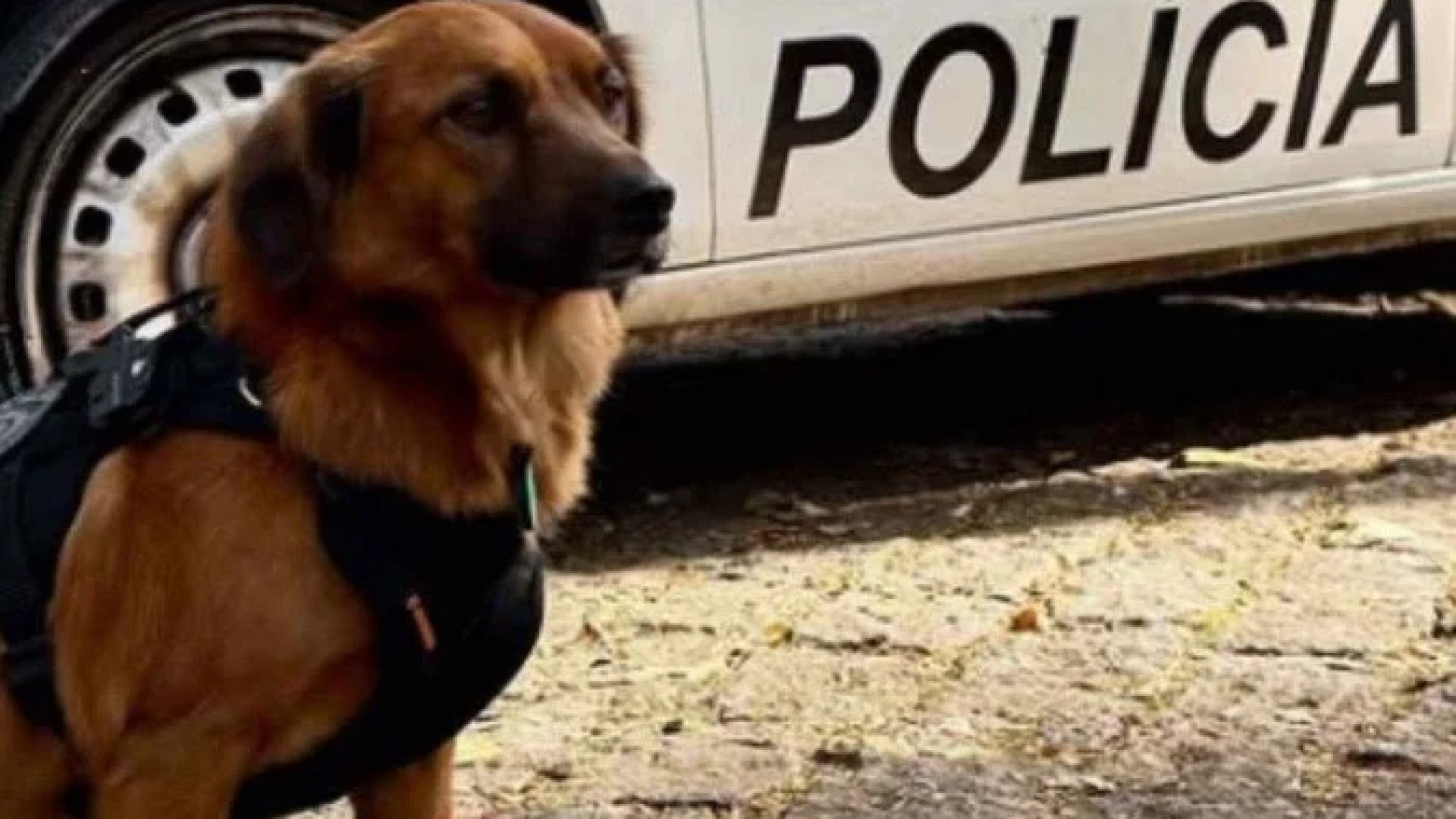 Vira-lata se tornou o mascote de batalhão policial -  (crédito: Redes sociais / reprodução)