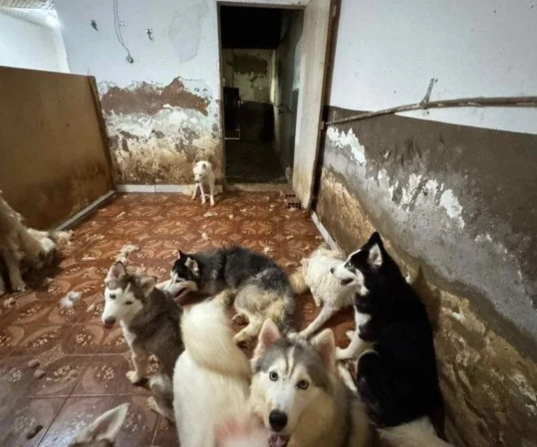 No canil clandestino foram encontrados mais de 130 cães vivendo em condições de grave violação à legislação de proteção animal -  (crédito: Divulgação/Assessoria do Deputado Célio Studart)
