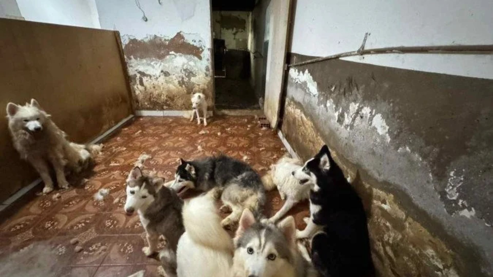 No canil clandestino foram encontrados mais de 130 cães vivendo em condições de grave violação à legislação de proteção animal -  (crédito: Divulgação/Assessoria do Deputado Célio Studart)