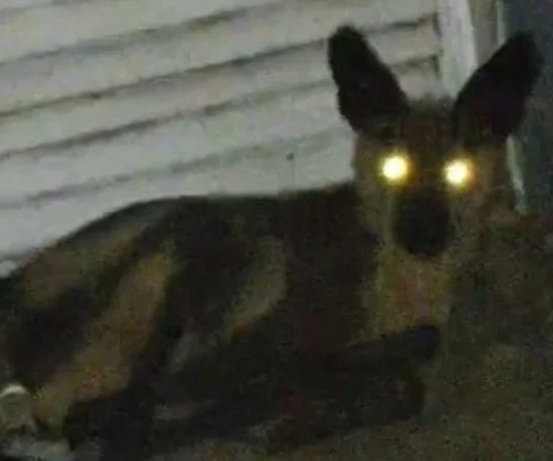 Lobo-guará foi capturado no portão de uma residência no Bairro, em Uberlândia, no Triângulo Mineiro -  (crédito: CBMG/Divulgação)
