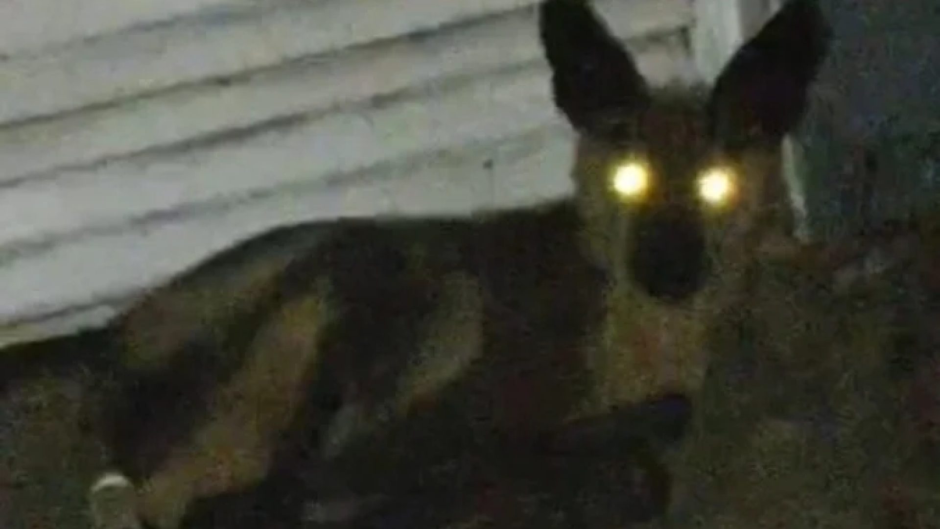 Lobo-guará foi capturado no portão de uma residência no Bairro, em Uberlândia, no Triângulo Mineiro -  (crédito: CBMG/Divulgação)