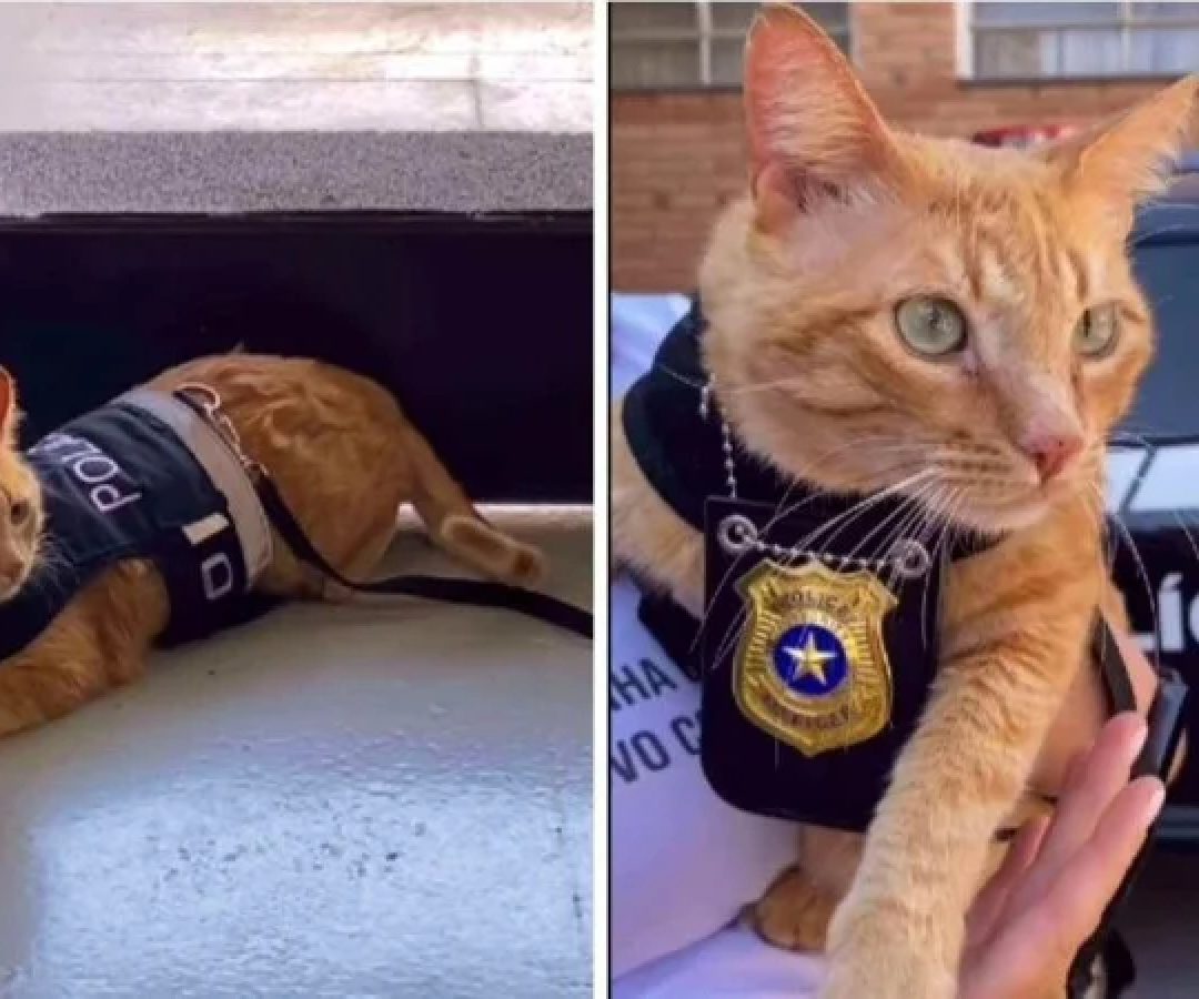 Gato foi adotado em uma ONG que cuida de animais abandonados -  (crédito: Reprodução / redes sociais)