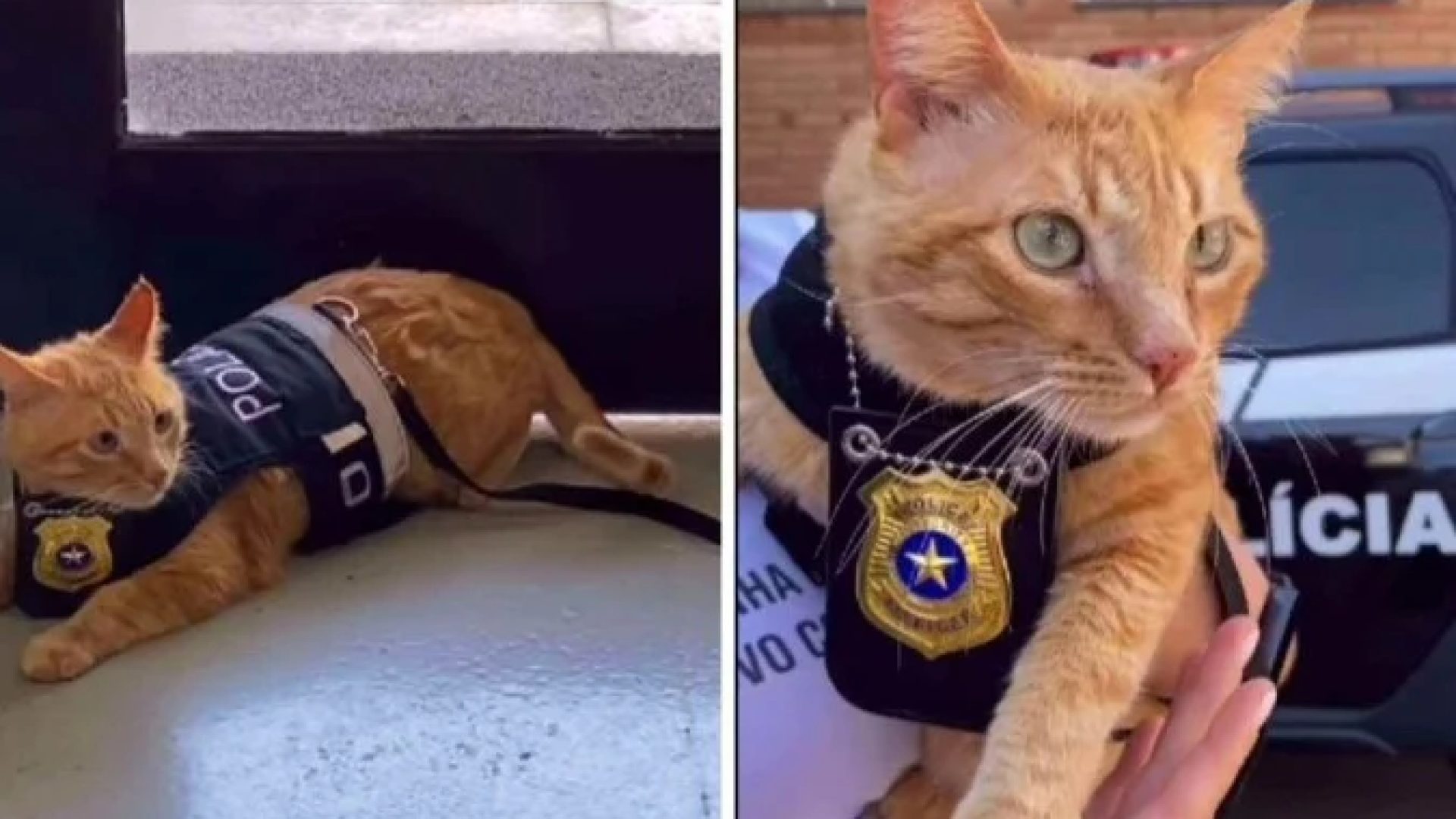 Gato foi adotado em uma ONG que cuida de animais abandonados -  (crédito: Reprodução / redes sociais)