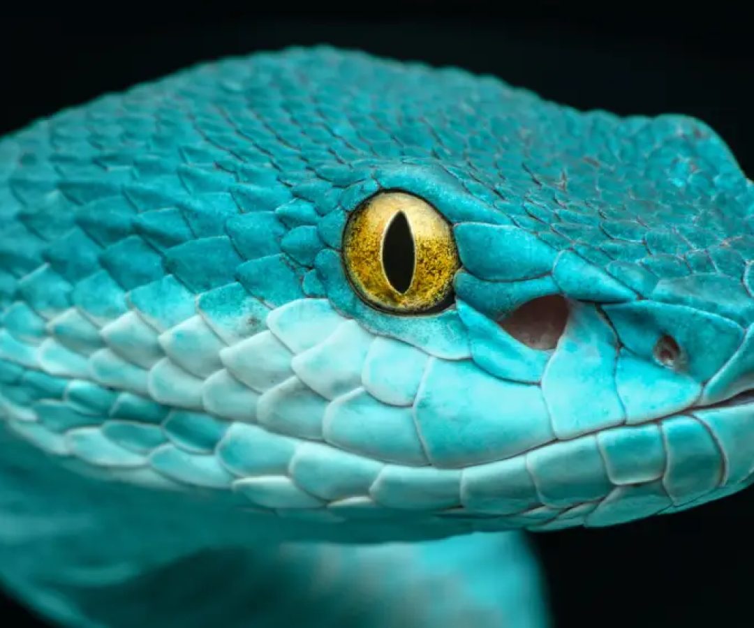 &nbsp;(shikheigoh/Getty Images)