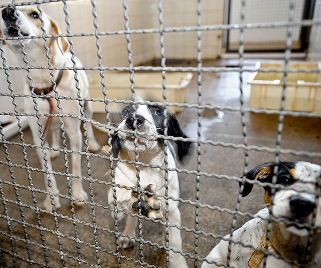 Denúncias de maus-tratos a animais poderão ter sistema nacional — Senado Notícias