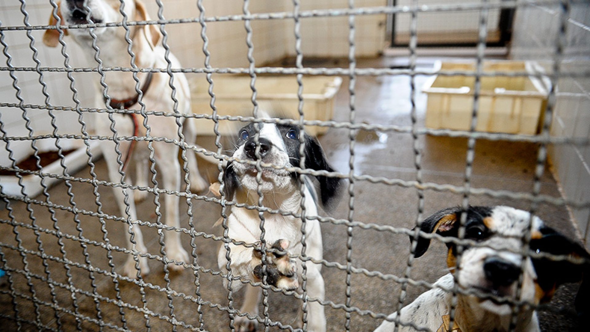 Denúncias de maus-tratos a animais poderão ter sistema nacional — Senado Notícias