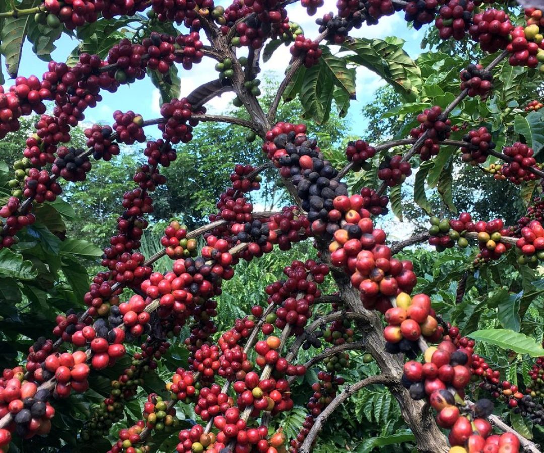 Conab prevê colheita recorde de café com crescimento de 17,1% em 2026