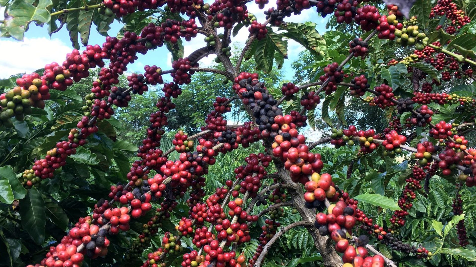 Conab prevê colheita recorde de café com crescimento de 17,1% em 2026