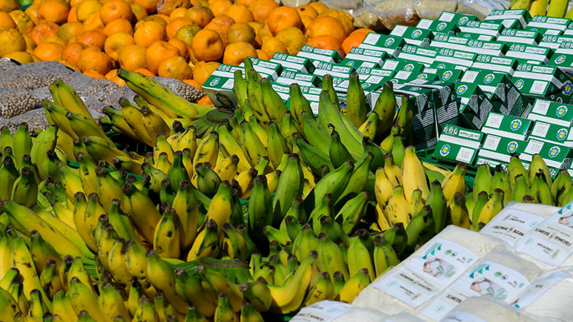 Serão destinados R$ 71,6 bilhões ao crédito rural, o Pronaf, para a safra 2023/2024. O volume é 34% superior ao anunciado na safra passada e o maior da série histórica. Ao todo, quando somadas outras ações anunciadas para a agricultura familiar, como compras públicas, assistência técnica e extensão rural, Política de Garantia de Preços Mínimos para os Produtos da Sociobiodiversidade (PGPM-Bio), Garantia-Safra e Proagro Mais, o volume investido chega a R$ 77,7 bilhões.