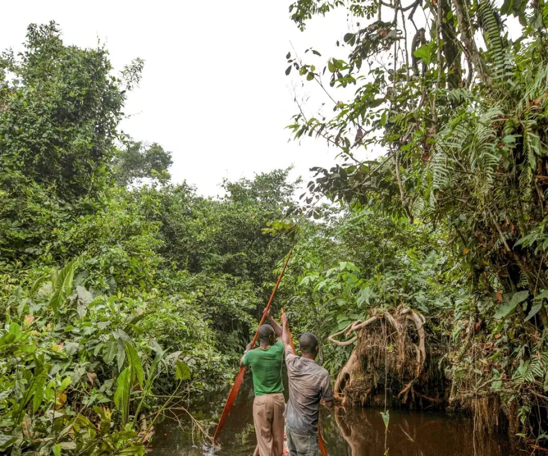 França lidera ação de US$ 2,5 bilhões para proteger floresta do Congo