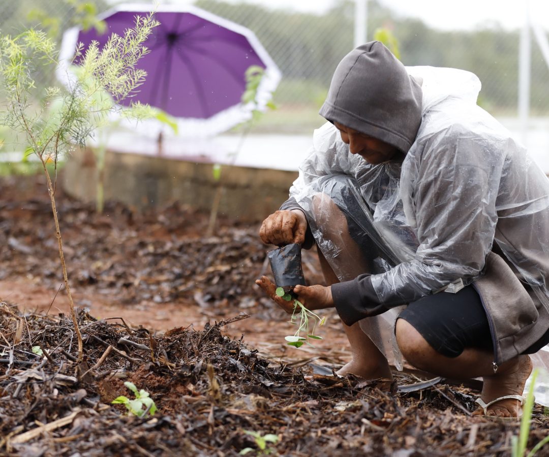 UBS 5 do Riacho Fundo II ganha horto agroflorestal 