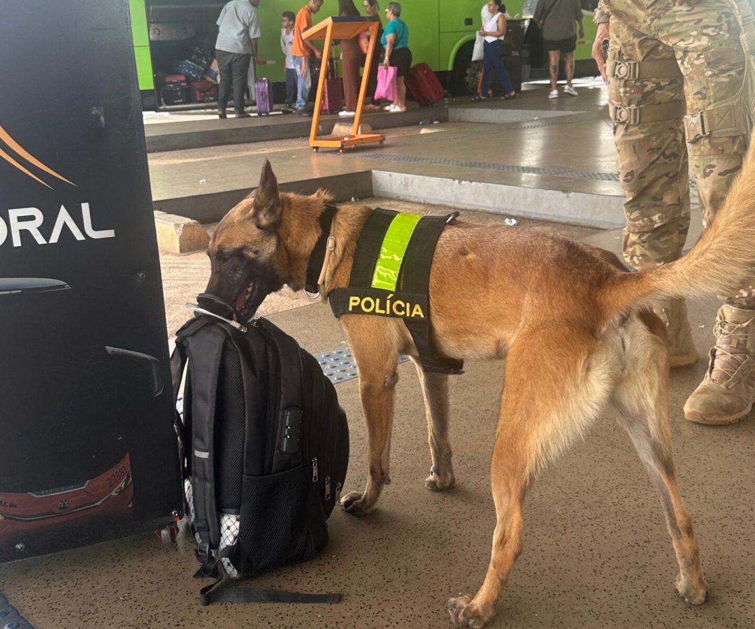 Cães de policiamento participam de ação na Rodoviária do Plano Piloto