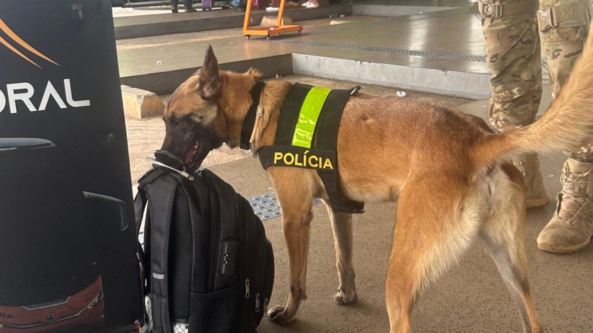 Cães de policiamento participam de ação na Rodoviária do Plano Piloto