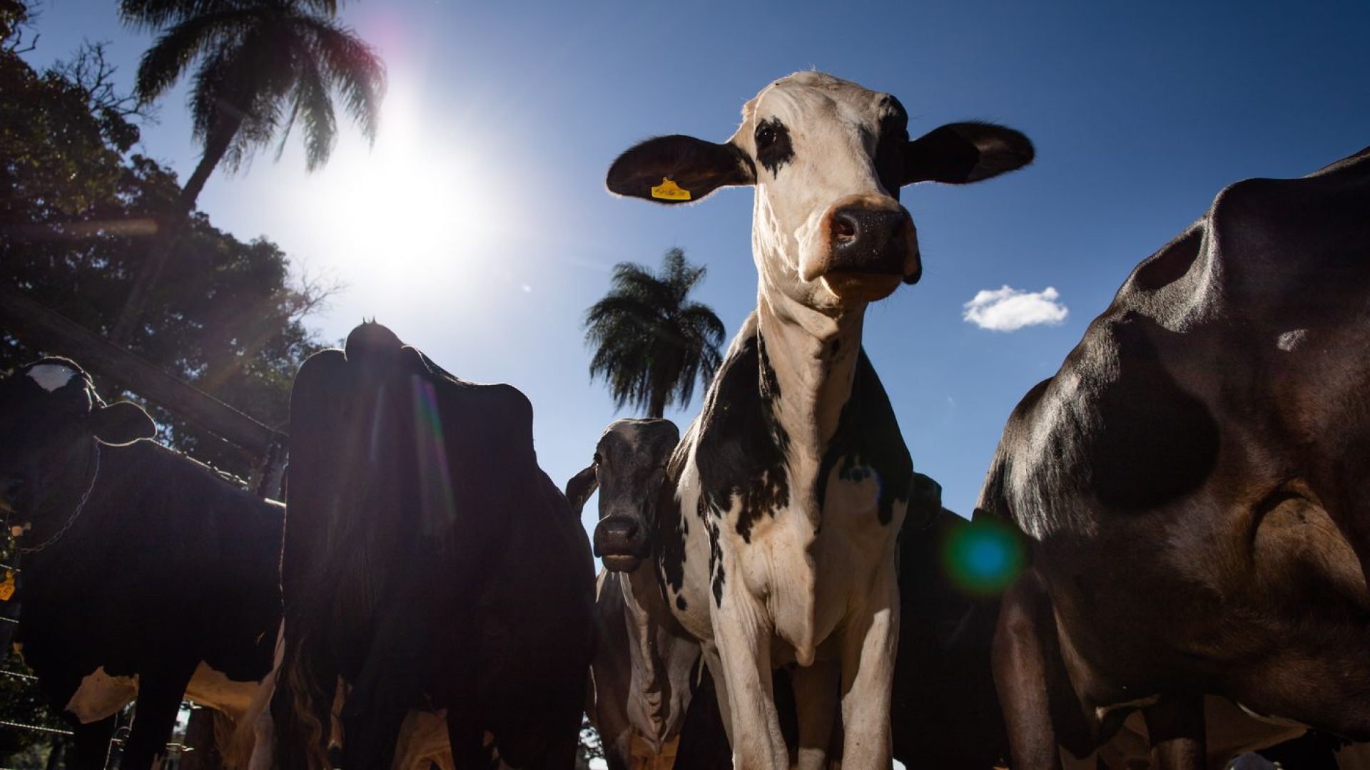 União Europeia oficializa veto a carne brasileira a partir de setembro