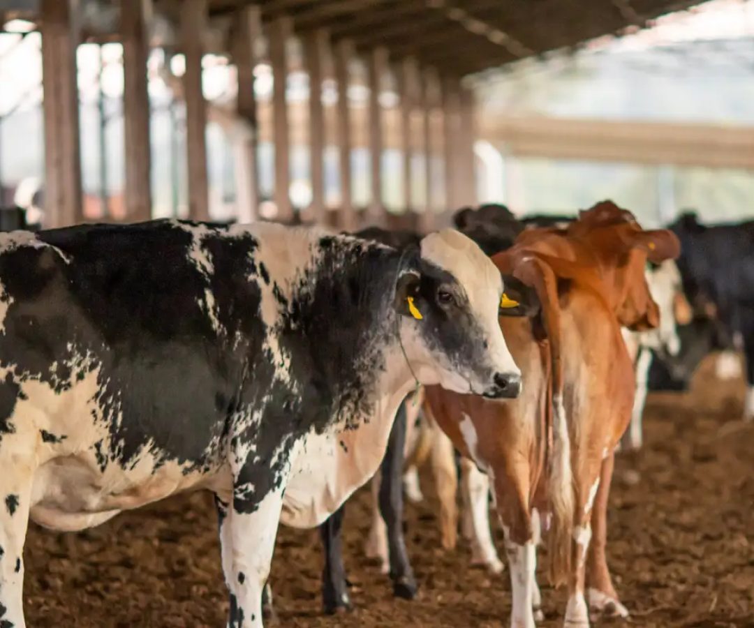 UE suspende carnes do Brasil; entenda impacto e próximos passos