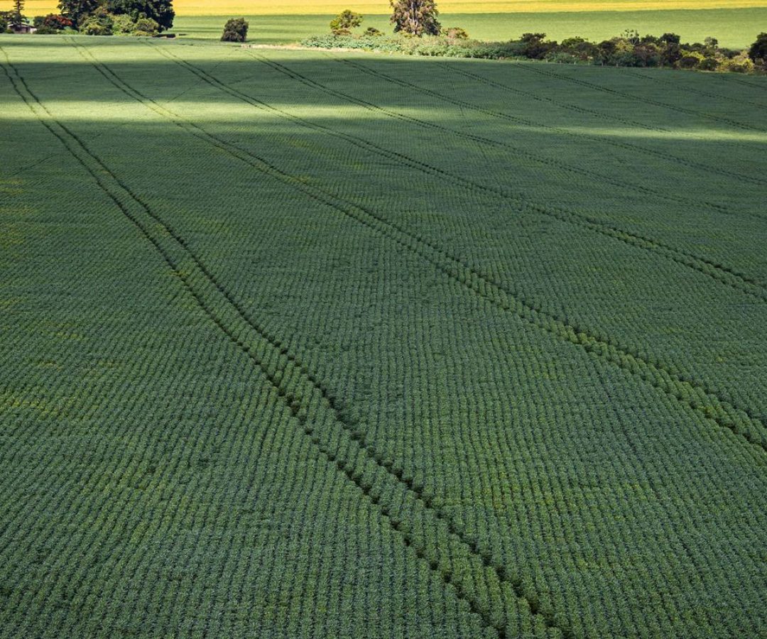 Senado aprova plano para fabricação de fertilizantes no Brasil