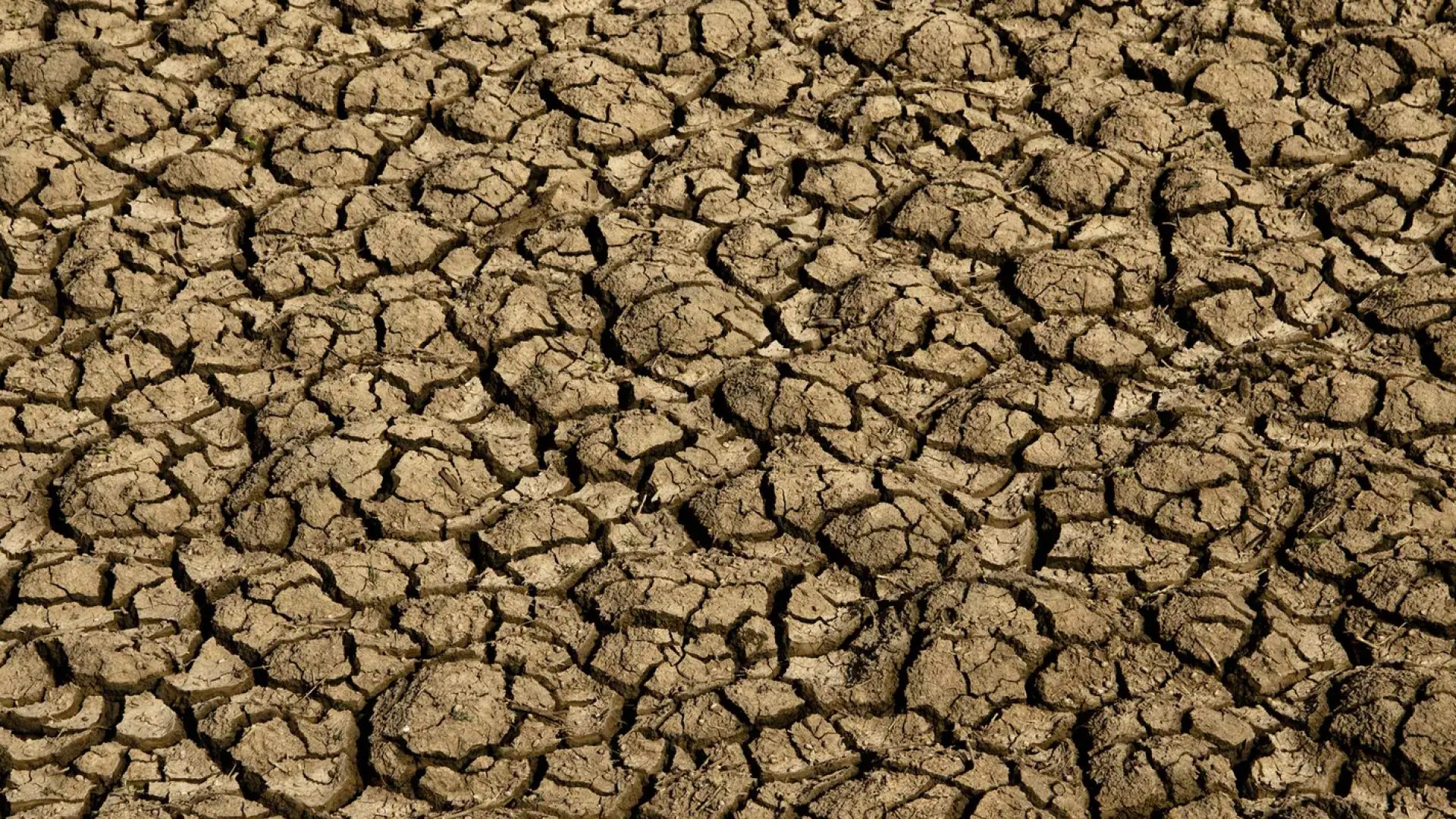 Risco de desertificação no Brasil ameaça segurança hídrica e alimentar