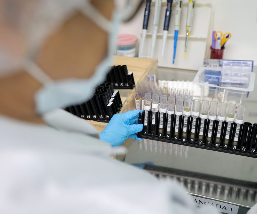 Fiocruz obtém patente para tratamento contra malária resistente