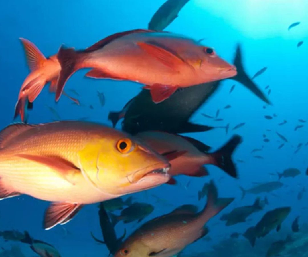 Lista de peixes e invertebrados ameaçados de extinção é atualizada