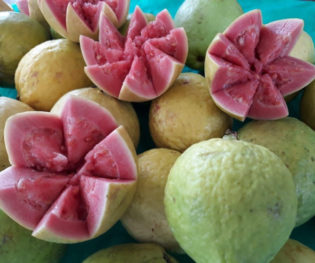 Brazlândia recebe mais uma edição da tradicional Feira da Goiaba