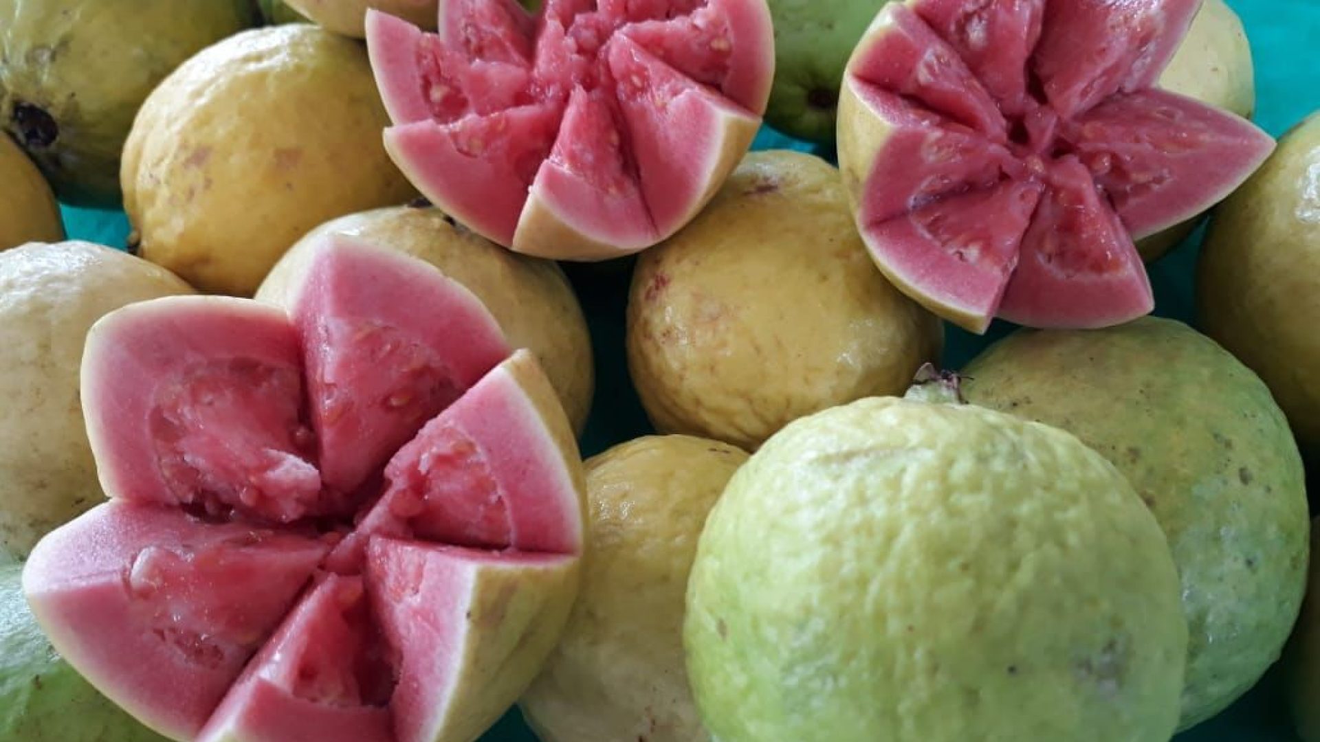 Brazlândia recebe mais uma edição da tradicional Feira da Goiaba