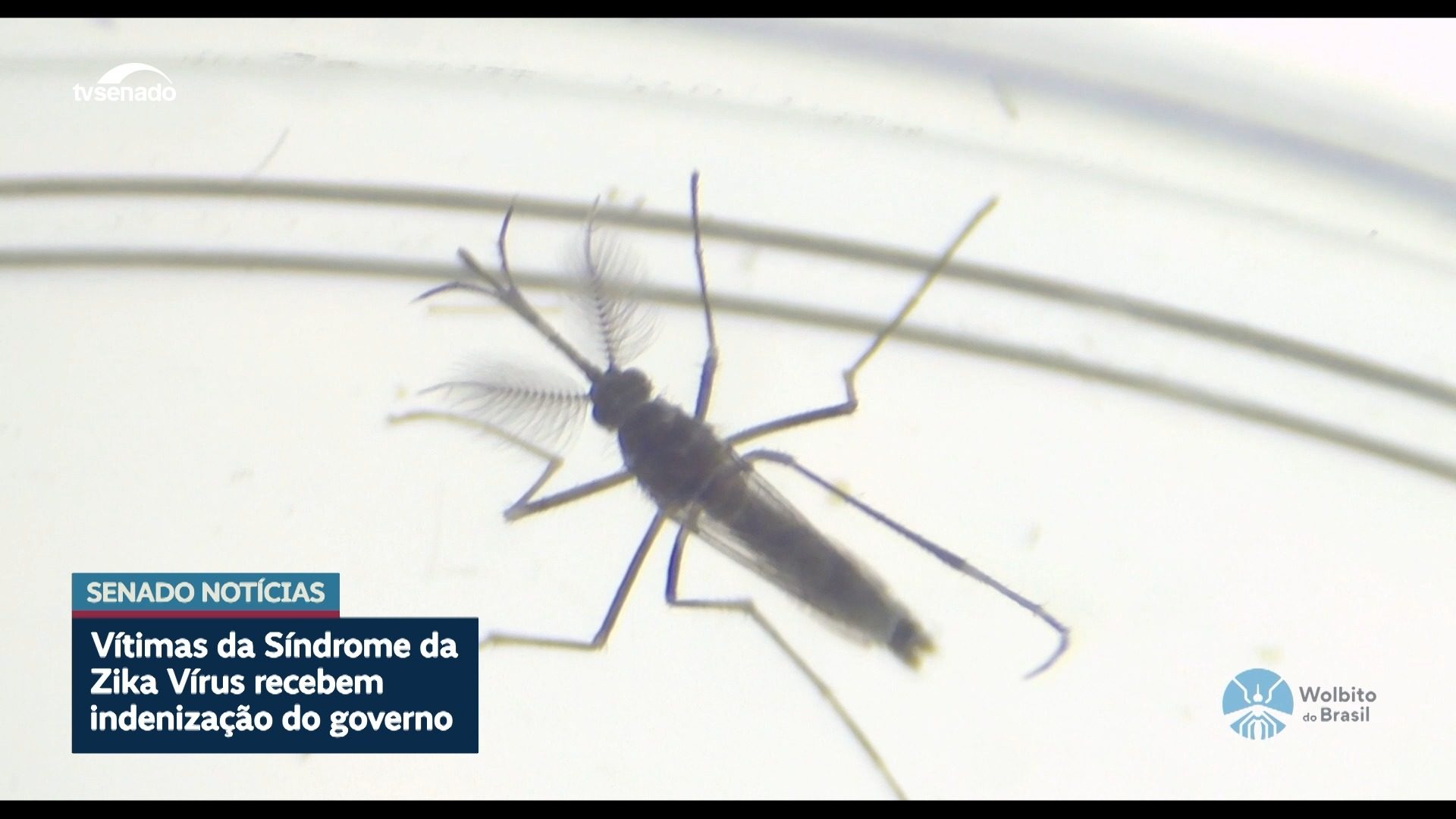 Vítimas de zika vírus recebem indenização do governo — Senado Notícias