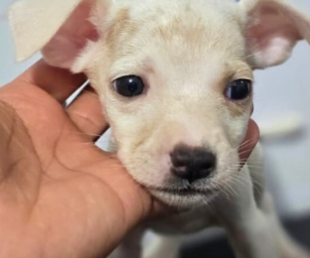 DRCA indicia homem que abandonou sete filhotes de cachorro no Guará