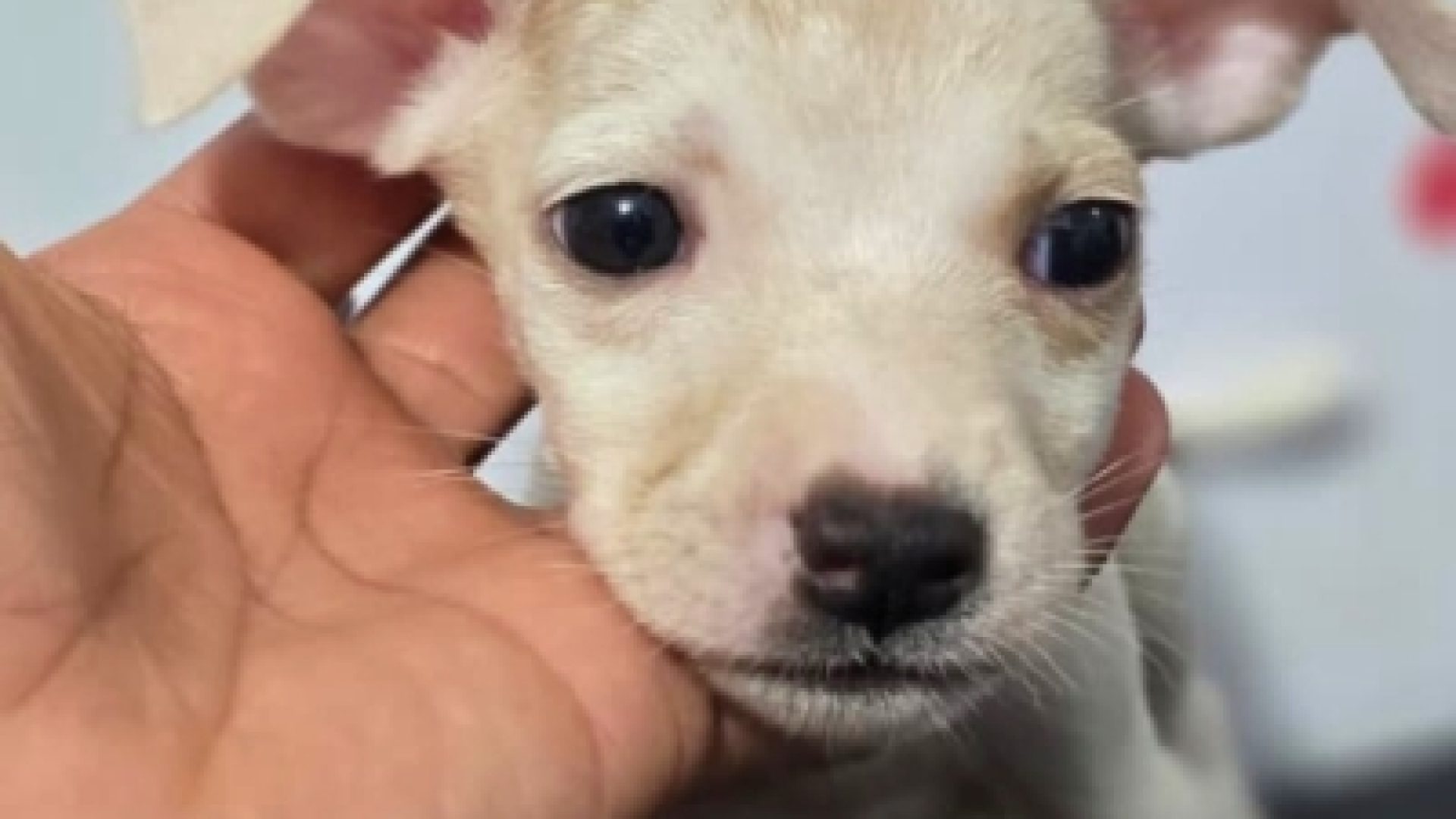 DRCA indicia homem que abandonou sete filhotes de cachorro no Guará