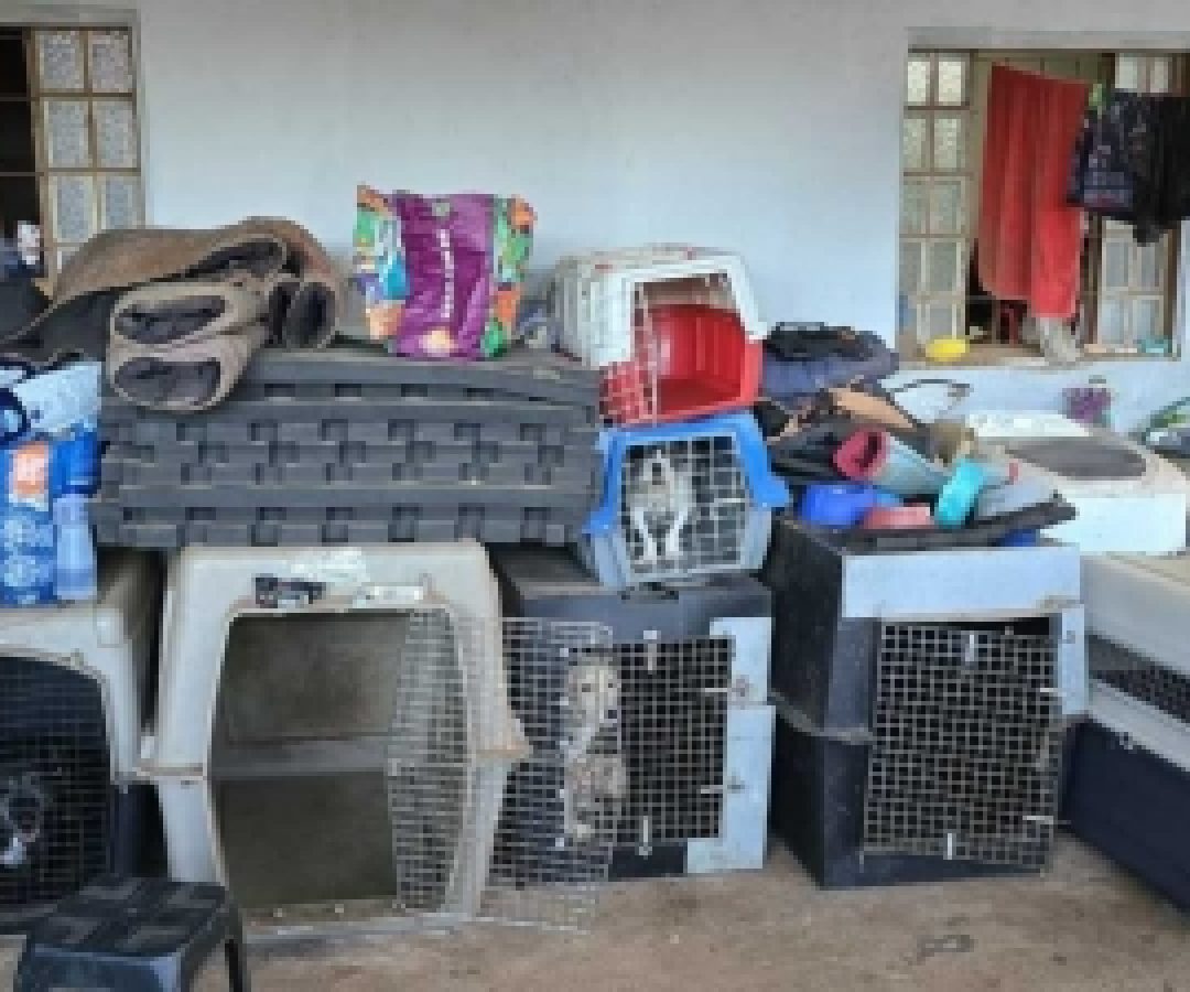 PCDF prende adestrador que mantinha cães confinados em caixas sem água e alimento
