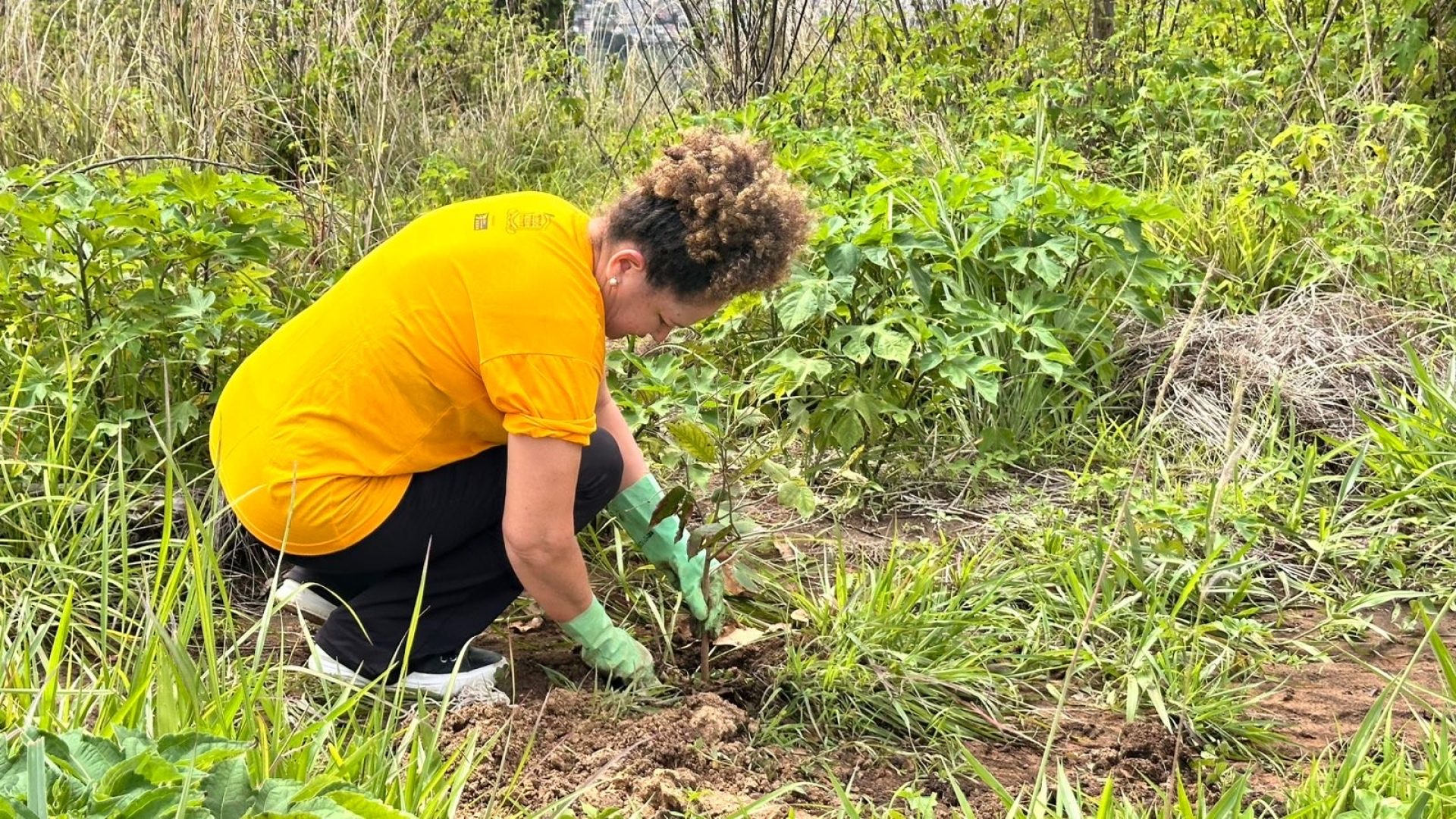 Ceilândia celebra Dia de Mudas com o plantio de 500 árvores nativas do Cerrado