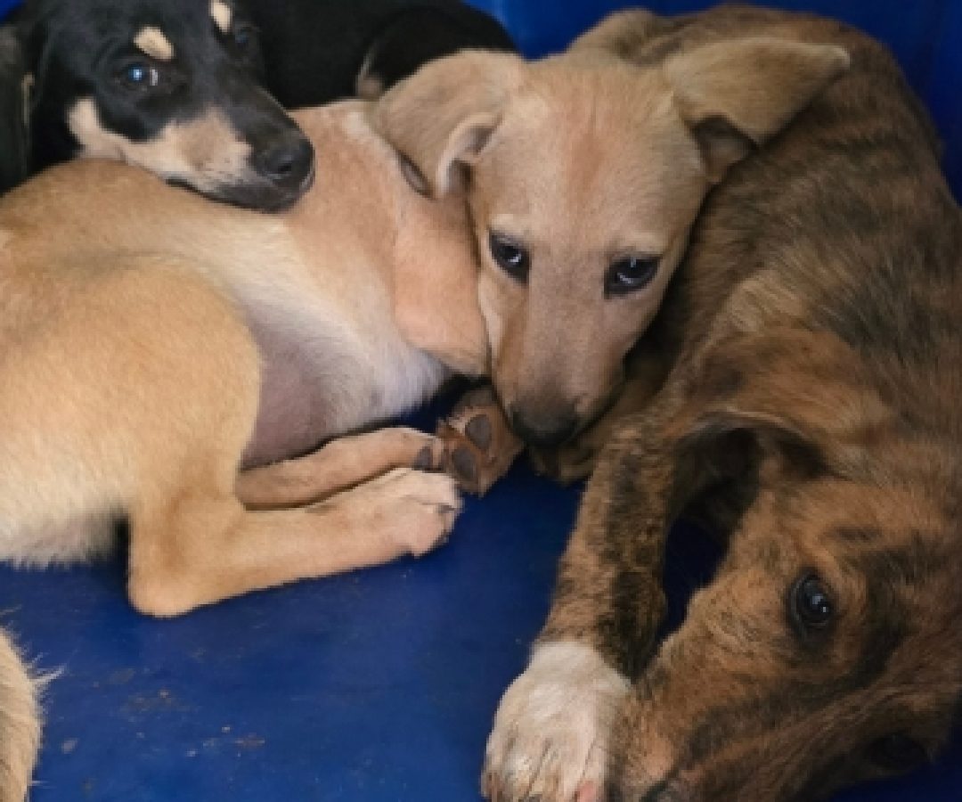 DRCA resgasta filhotes minutos depois de abandonados