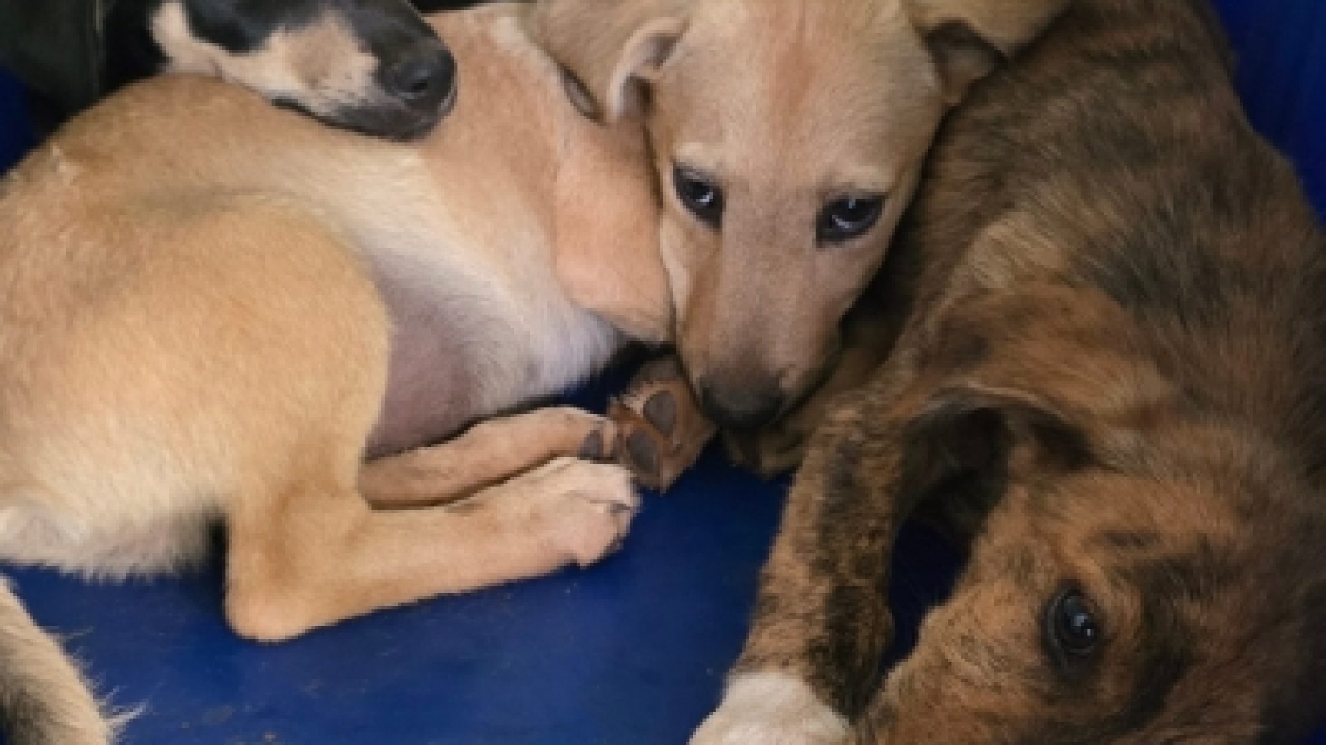 DRCA resgasta filhotes minutos depois de abandonados