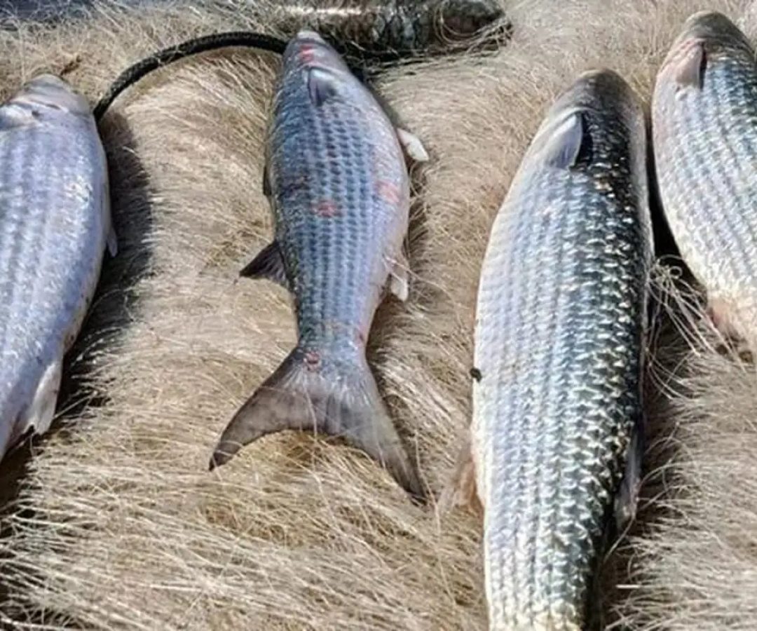 Pesca de tainha na modalidade arrasto de praia está suspensa