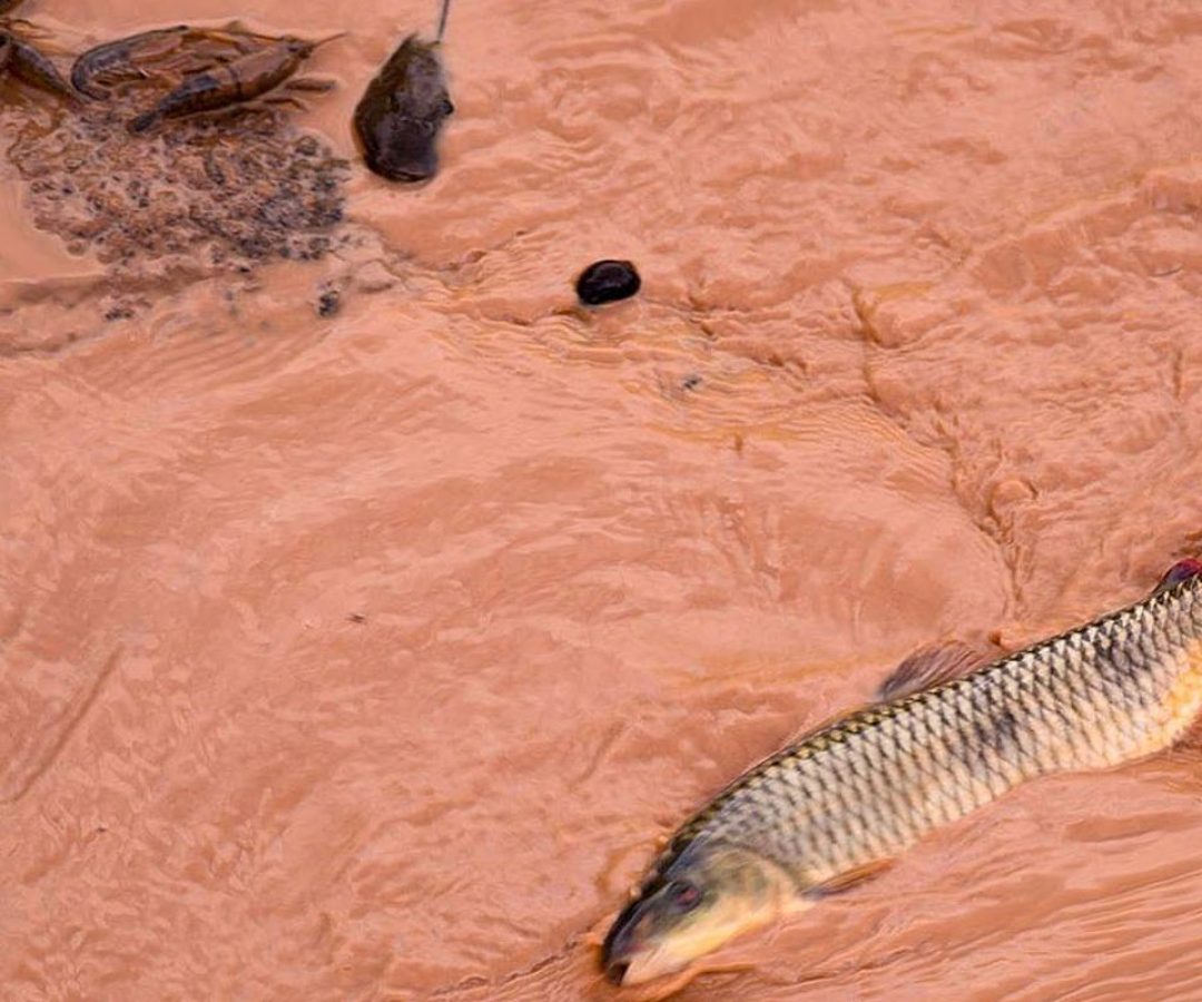 Samarco e Vale são multadas em mais de R$ 1,8 bilhão