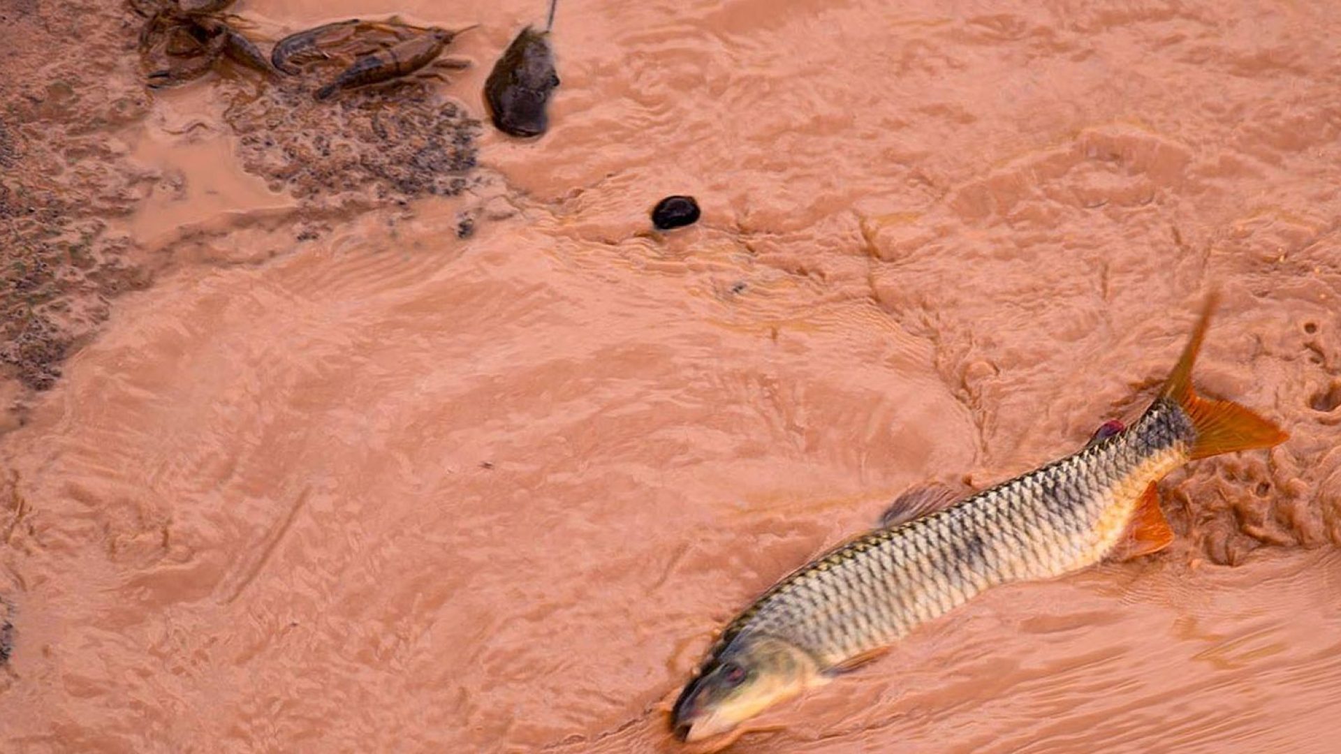 Samarco e Vale são multadas em mais de R$ 1,8 bilhão
