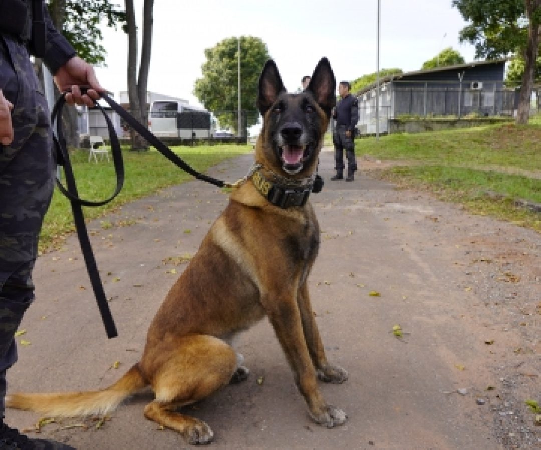 Cão da PCDF localiza arma durante operação