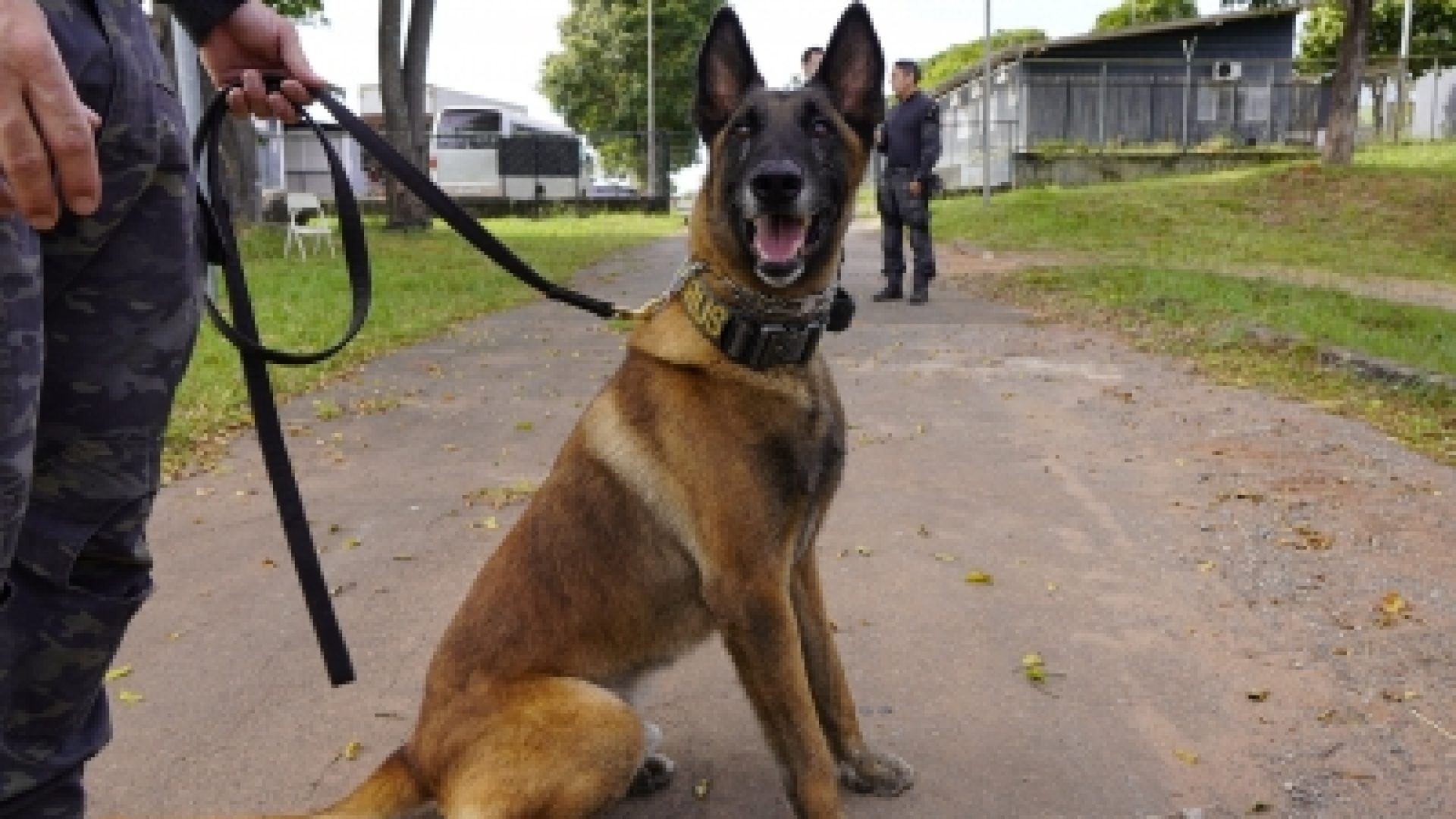 Cão da PCDF localiza arma durante operação