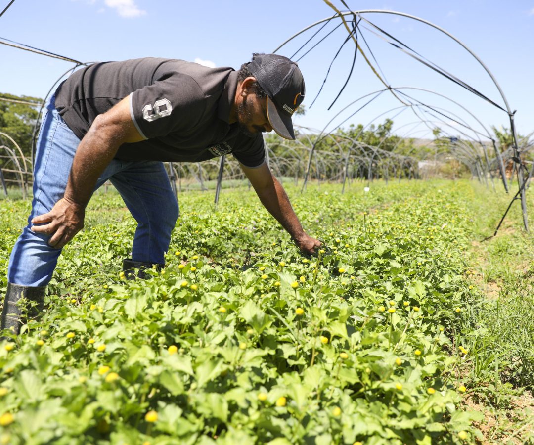 GDF impulsiona crédito agrícola com investimento de R$ 8 milhões
