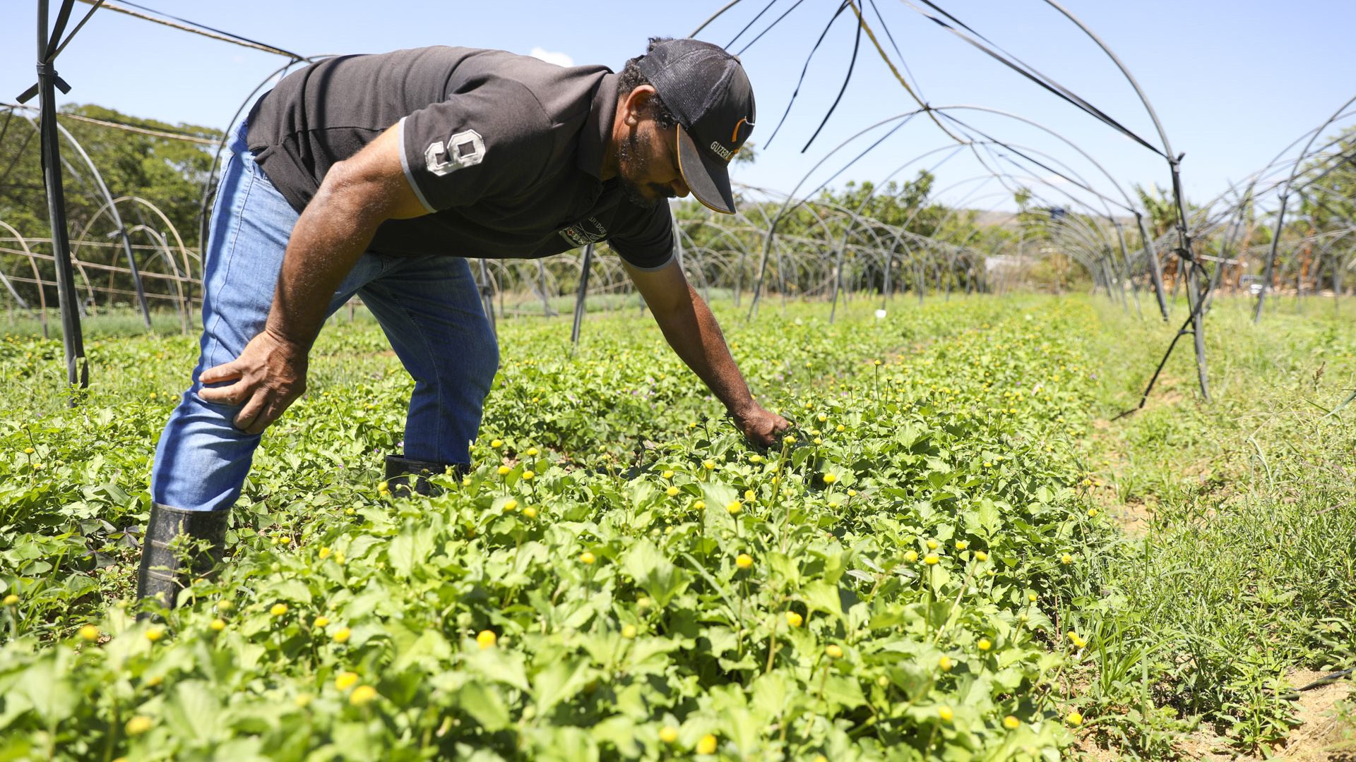 GDF impulsiona crédito agrícola com investimento de R$ 8 milhões