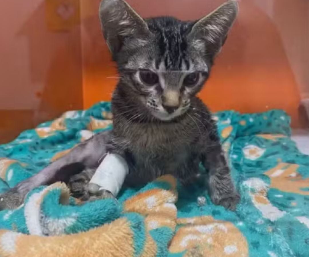 Psicólogo acusado de torturar gatos em “experimentos” é solto após sete meses preso no DF