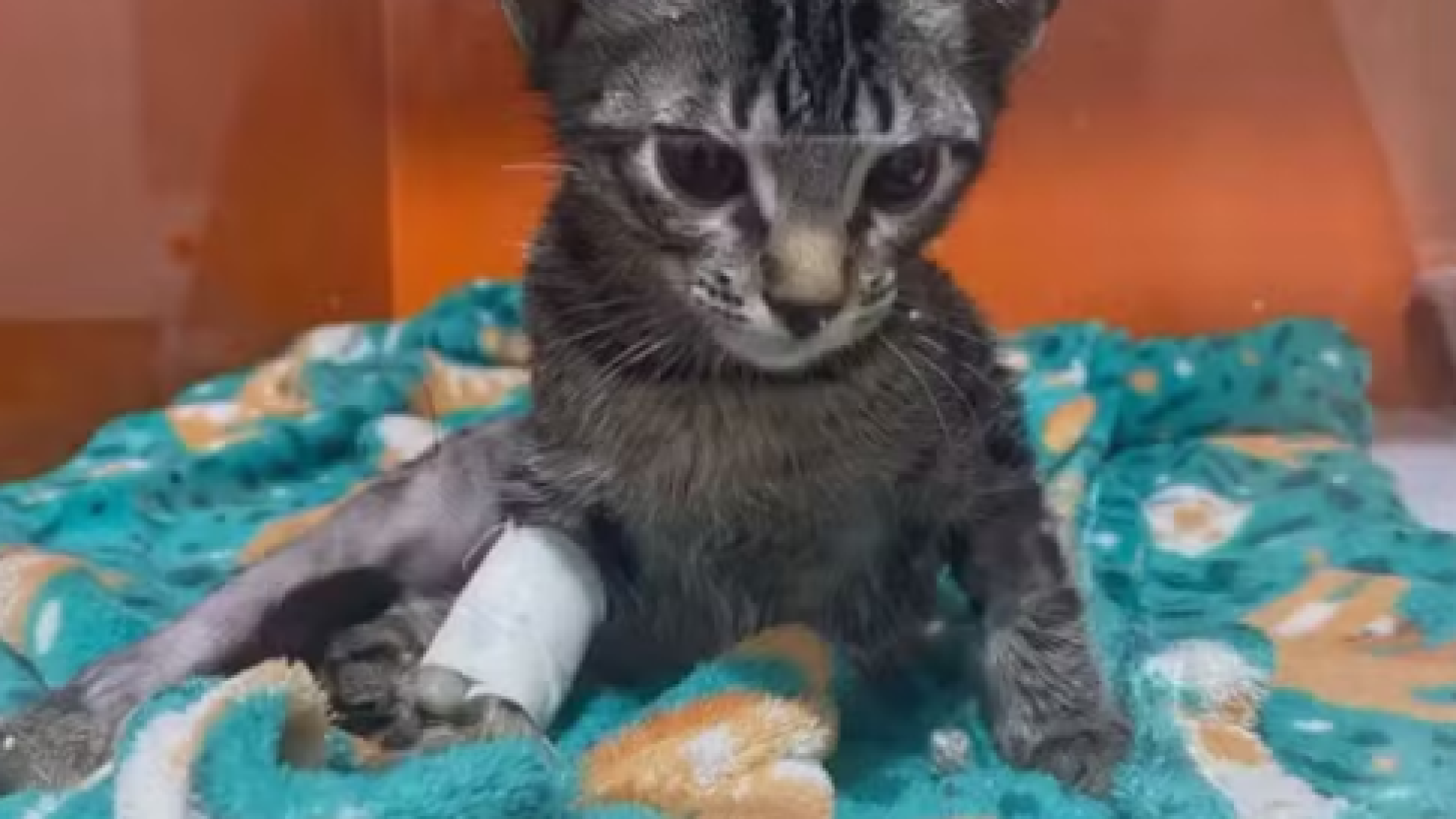 Psicólogo acusado de torturar gatos em “experimentos” é solto após sete meses preso no DF
