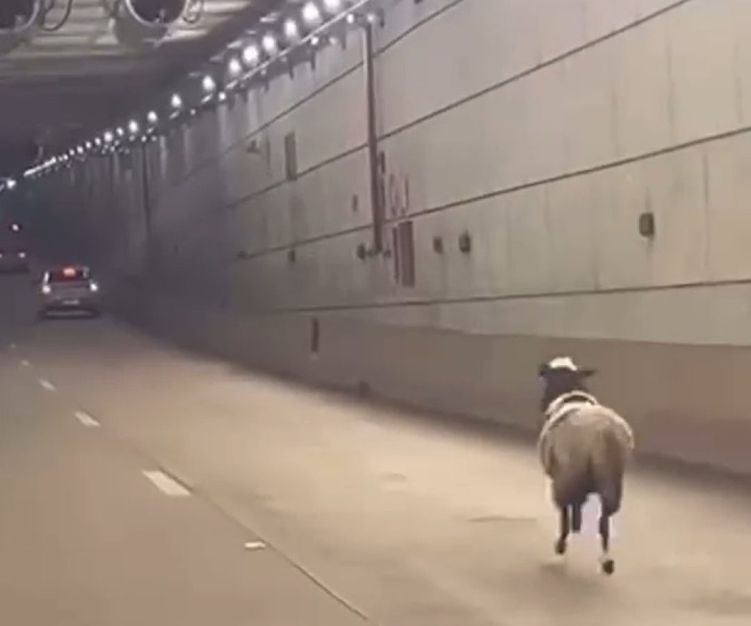 Ovelha é flagrada correndo dentro do Túnel Rei Pelé, em Taguatinga