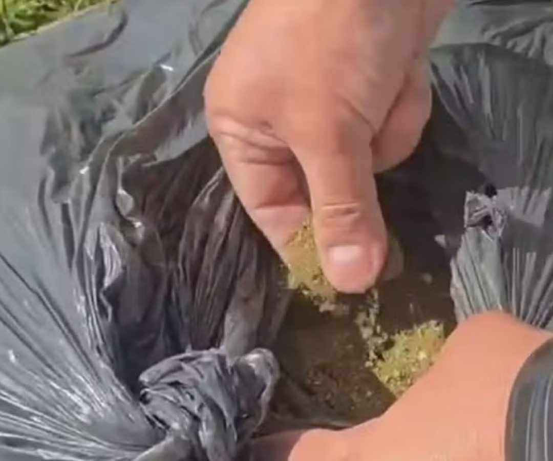 Garis encontram 30 kg de maconha em saco de lixo em Ceilândia