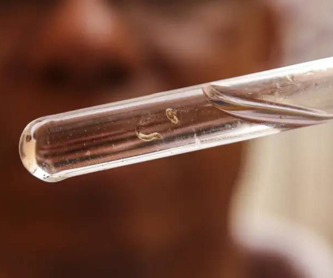 Chuva pode intensificar transmissão de Aedes aegypti