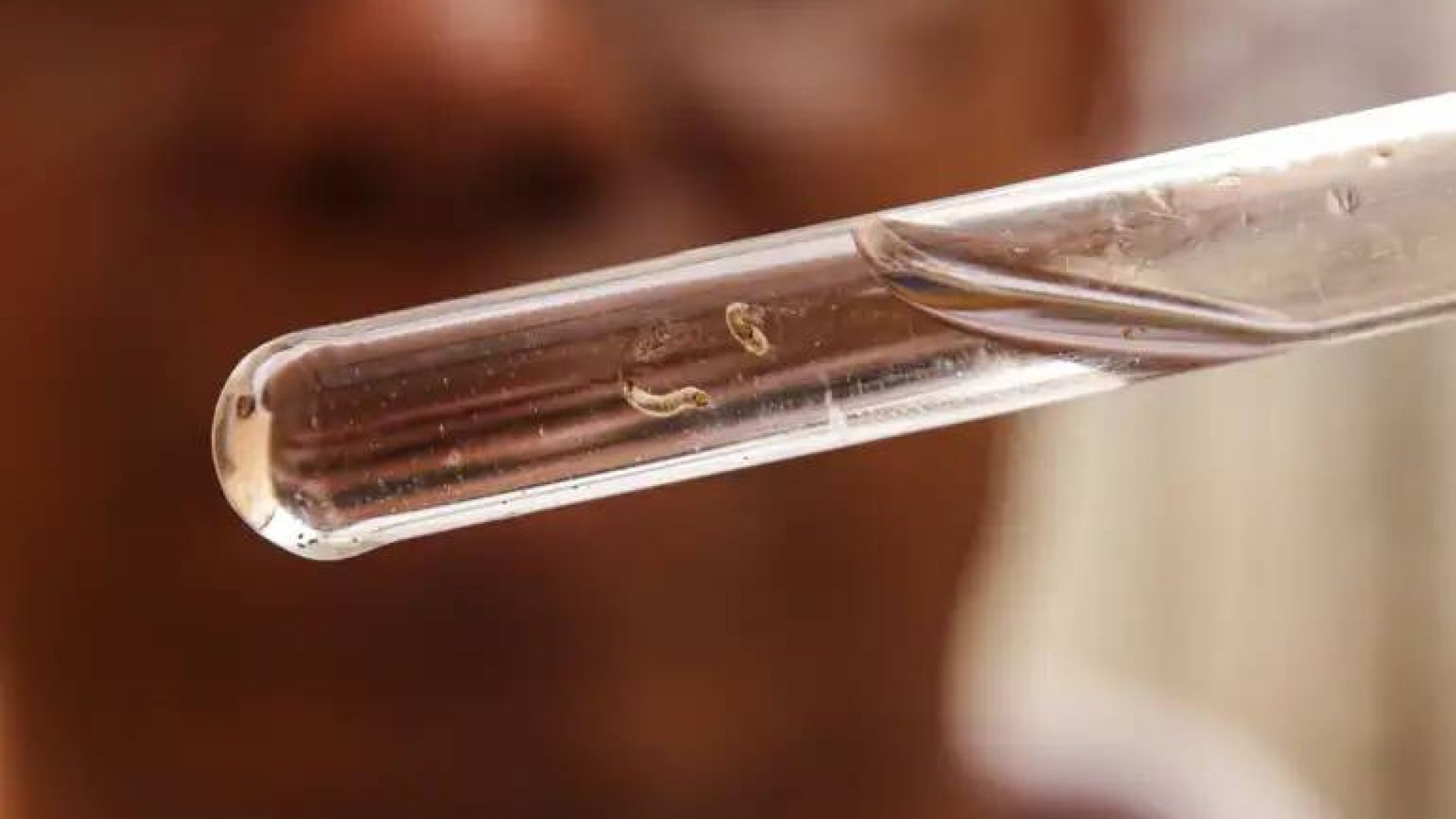 Chuva pode intensificar transmissão de Aedes aegypti