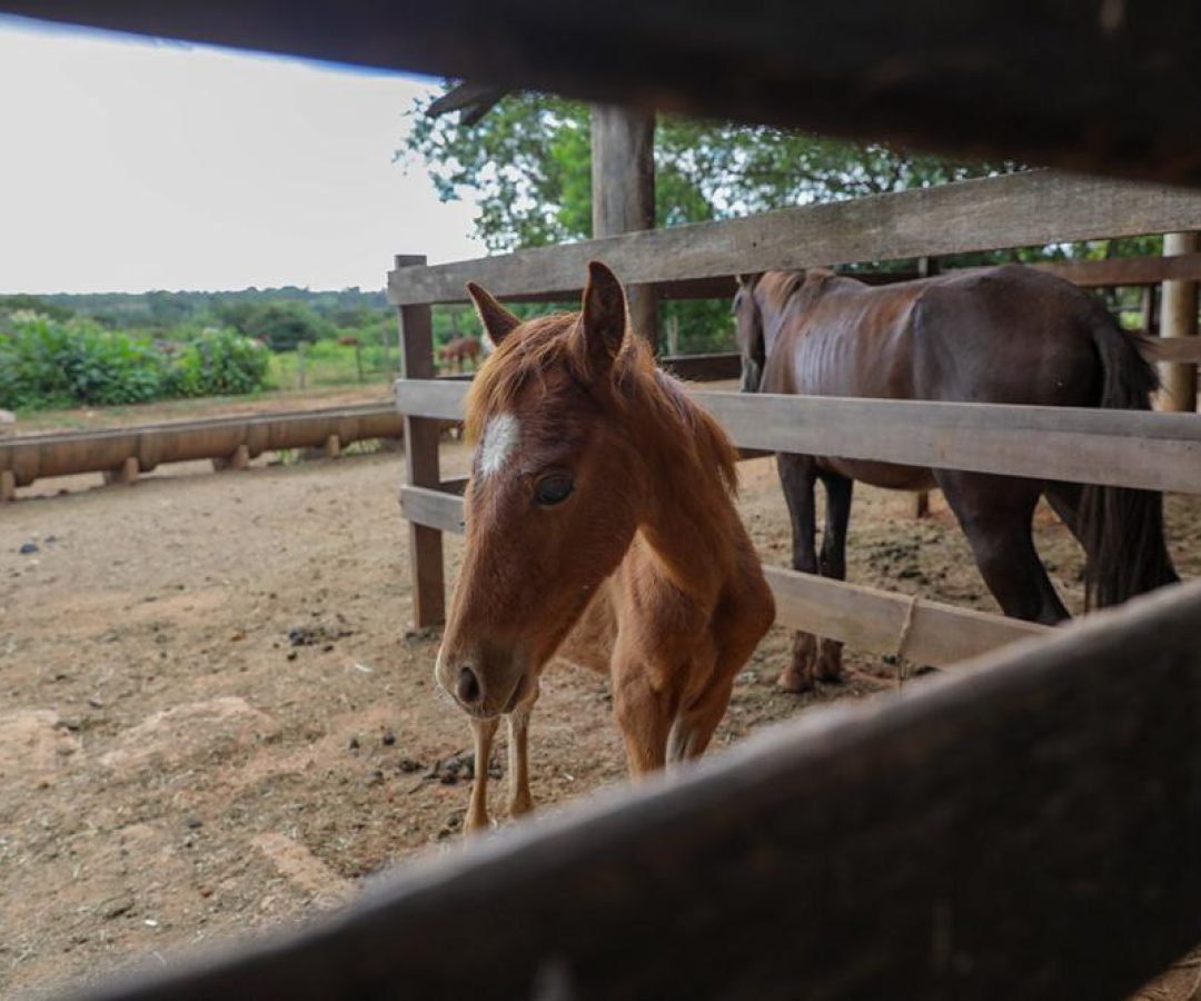 Apreensões de animais de grande porte no DF triplicam e impulsionam adoções