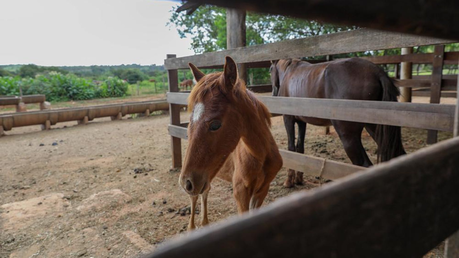 Apreensões de animais de grande porte no DF triplicam e impulsionam adoções