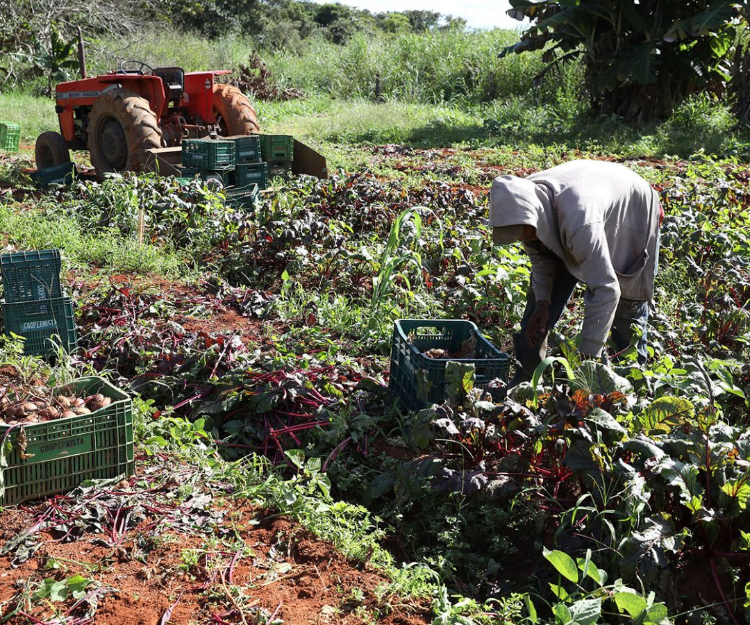 Agricultura familiar movimenta R$ 183,9 milhões em compras para escolas do DF