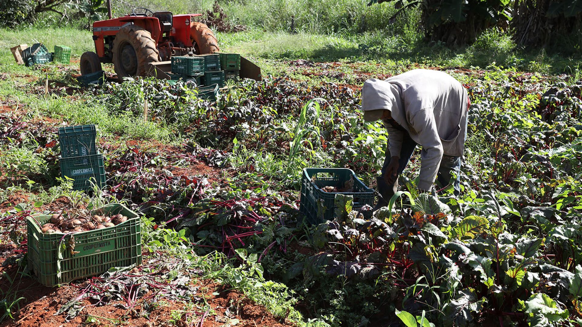 Agricultura familiar movimenta R$ 183,9 milhões em compras para escolas do DF