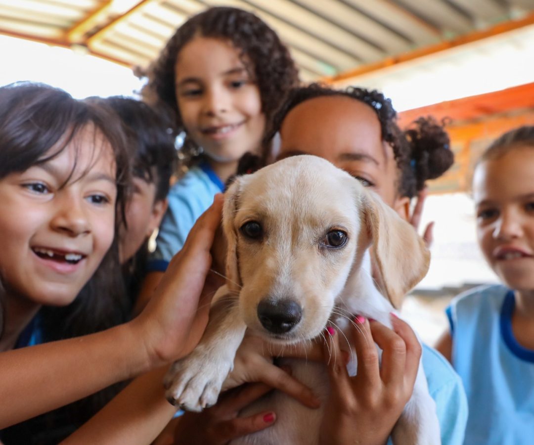 Secretaria se consolida como órgão de apoio a protetores de cães e gatos no DF